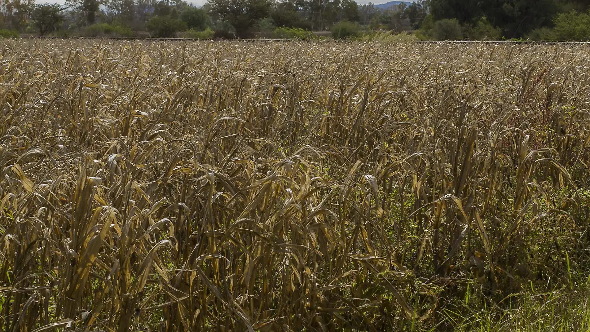 Este año se disparó el costo para producir maíz en una hectárea